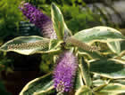 For more information on Hebe ‘Andersonii Variegata’, and a larger view 20K