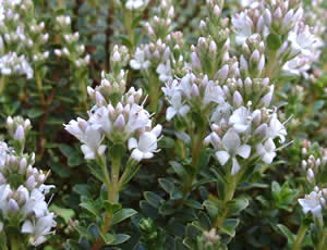 Hebe ‘Baby Marie’ photographed at a Hebe Society member’s garden, Cheshire, UK