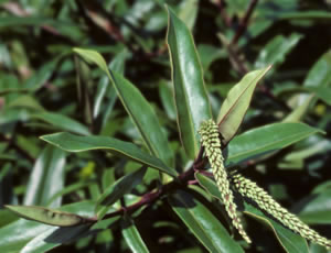 Hebe bishopiana photographed at the Auckland Regional Botanic Gardens, North Island, New Zealand