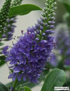 photograph of Hebe ‘Blue Elegance’ supplied courtesy of Lowaters Nursery, UK