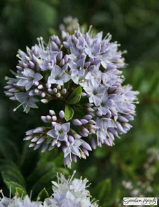 photograph of Hebe diosmifolia 'Wairua Beauty'  supplied courtesy of Lowaters Nursery, UK