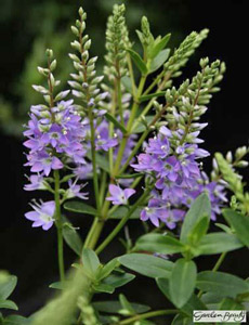 photograph of Hebe ‘Garden Beauty Blue’ supplied courtesy of Lowaters Nursery, UK