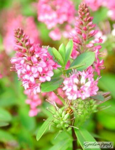 photograph of Hebe ‘Garden Beauty Pink’ supplied courtesy of Lowaters Nursery, UK