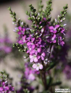 photograph of Hebe ‘Garden Beauty Purple’ supplied courtesy of Lowaters Nursery, UK