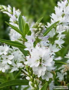 photograph of Hebe ‘Garden Beauty White’ supplied courtesy of Lowaters Nursery, UK