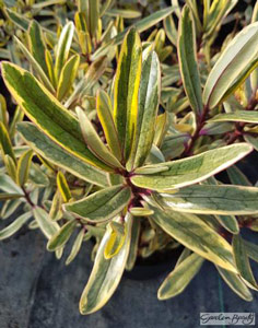 photograph of Hebe ‘Jewel of the Nile’ supplied courtesy of Lowaters Nursery, UK