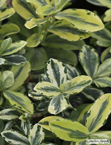photograph of Hebe 'Leopard' courtesy of Lowaters Nursery
