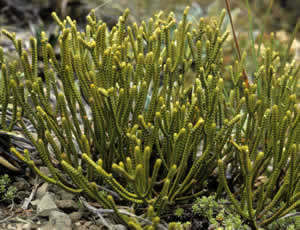Hebe lycopodioides photographed at Mount Lyford, Seaward Kaikouras, South Island, New Zealand