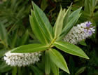For more information on Hebe salicifolia, and a larger view 20K