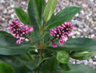 For more information on Hebe ‘Warley Pink’, and a larger view 20K