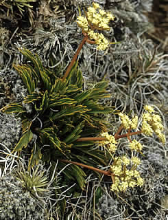 Aciphylla monroi photographed at Blackbirch Peak, Awatere, South Island, New Zealand