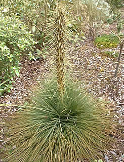 Aciphylla subflabellata photographed at Logan Botanic Garden, Stranraer, Scotland, UK