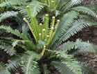 For more information on Blechnum discolor, and a larger view 30K
