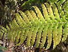 For more information on Blechnum novae-zelandiae, and a larger view 30K