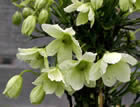 For more information on Clematis ‘Early Sensation’, and a larger view 30K