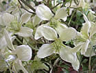 For more information on Clematis ‘Lunar Lass’, and a larger view 30K