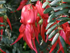 For more information on Clianthus puniceus, and a larger view 30K
