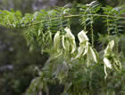 For more information on Clianthus puniceus ‘Albus’, and a larger view 30K