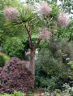 For more information on Cordyline australis, and a larger view 30K