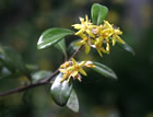 For more information on Corokia ×virgata, and a larger view 30K