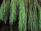 For more information on Dacrydium cupressinum, and a larger view 30K