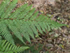 For more information on Dicksonia squarrosa, and a larger view 20K