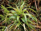 For more information on Dracophyllum menziesii, and a larger view 30K