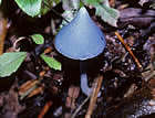 For more information on Entoloma lochstetteri, and a larger view 30K