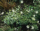 For more information on Epilobium glabellum, and a larger view 30K