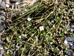 Epilobium neteroides photographed at Tongariro National Park, North Island, New Zealand