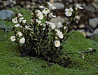 For more information on Euphrasia cuneata, and a larger view 30K