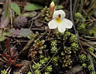 For more information on Euphrasia monroi, and a larger view 30K