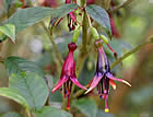 For more information on Fuchsia excorticata, and a larger view 30K