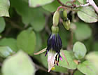For more information on Fuchsia perscandens, and a larger view 30K