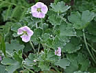 For more information on Geranium traversii, and a larger view 30K