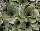 For more information on Gunnera hamiltonii, and a larger view 30K