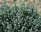 For more information on Helichrysum coralloides, and a larger view 30K