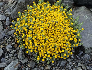 Helichrysum intermedium photographed at Landcare Research (DSIR), Lincoln, South Island, New Zealand
