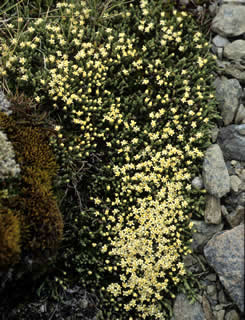 Helichrysum parvifolium photographed at Blackbirch Peak, South Island, New Zealand