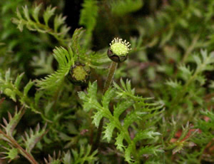 Leptinella squalida photographed at the Arley Garden Festival, Cheshire, UK