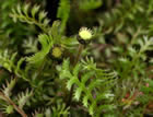 For more information on Leptinella squalida, and a larger view 30K