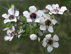 For more information on Leptospermum scoparium, and a larger view 30K