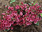 For more information on Leptospermum scoparium ‘Kiwi’, and a larger view 30K