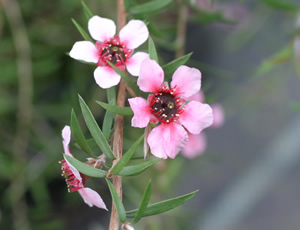 Leptospermum scoparium ‘Pink Cascade’ photographed at Burncoose Nurseries, Redruth, Cornwall, UK