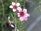 For more information on Leptospermum scoparium ‘Pink Cascade’, and a larger view 30K