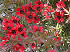 For more information on Leptospermum scoparium ‘Red Ensign’, and a larger view 30K