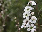 For more information on Leptospermum scoparium ‘Wiri Linda’, and a larger view 30K