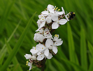 Libertia grandiflora photographed at Logan Botanic Garden, Stranraer, Scotland, UK