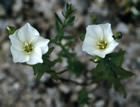 For more information on Linum monogynum, and a larger view 30K