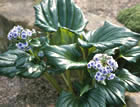 For more information on Myosotidium hortensia, and a larger view 30K